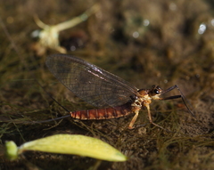 Ephemeroptera