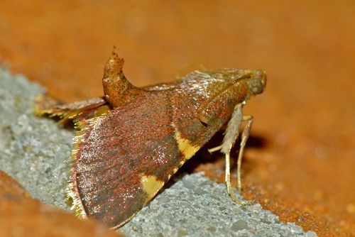Yellow-fringed Dolichomia Moth