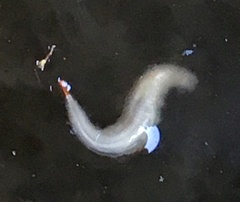 Leptocera