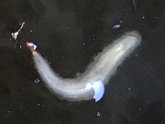 Leptocera