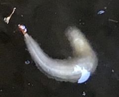Leptocera