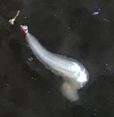 Leptocera