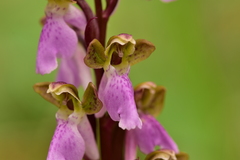 Orchis spitzelii