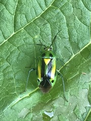 Poecilocapsus nigriger