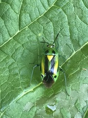 Poecilocapsus nigriger