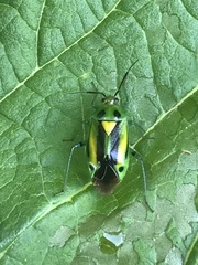 Poecilocapsus nigriger