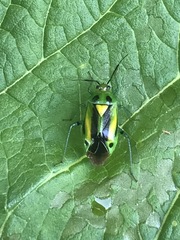 Poecilocapsus nigriger