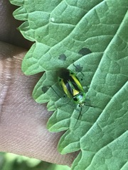 Poecilocapsus nigriger