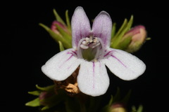 Penstemon deustus deustus