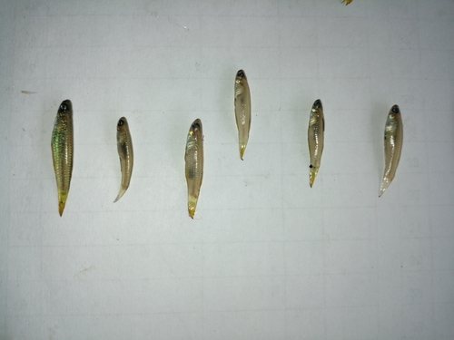 Rancurel's lampeye (Poropanchax rancureli) — Procatopodidae