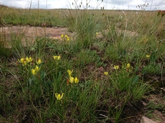 Albuca rupestris