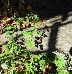Chenopodium ucrainicum