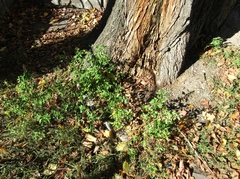 Chenopodium ucrainicum