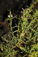 Penstemon deustus deustus