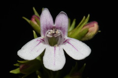 Penstemon deustus deustus