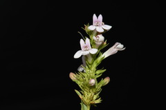Penstemon deustus deustus