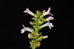 Penstemon deustus deustus