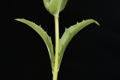 Penstemon deustus deustus