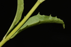 Penstemon deustus deustus