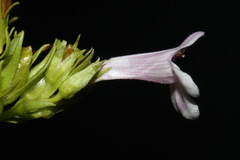 Penstemon deustus deustus