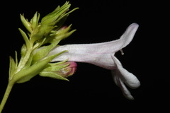 Penstemon deustus deustus
