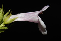 Penstemon deustus deustus
