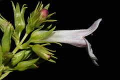 Penstemon deustus deustus