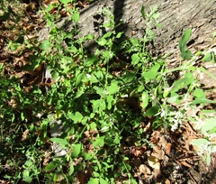 Chenopodium ucrainicum