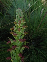 Disa brevicornis