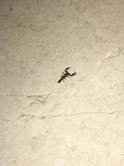 Pseudouroctonus reddelli