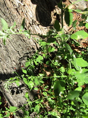Chenopodium ucrainicum