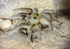 Ceratogyrus sanderi