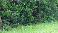 Cestrum laevigatum