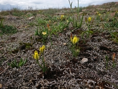 Albuca rupestris
