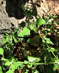 Chenopodium ucrainicum