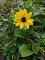 Helianthus debilis