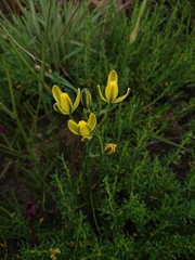 Albuca rupestris