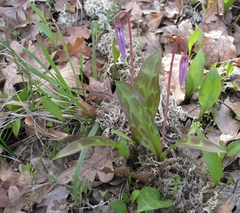Erythronium hendersonii
