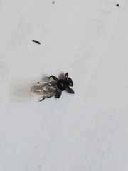 Lipoptena depressa
