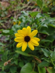 Helianthus debilis