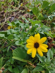 Helianthus debilis