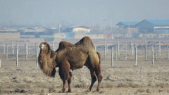 Camelus bactrianus