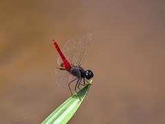 Planiplax phoenicura