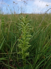 Habenaria tysonii
