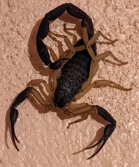 Centruroides fulvipes