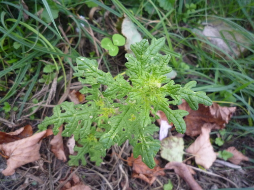 Dysphania schraderiana iNat (2)