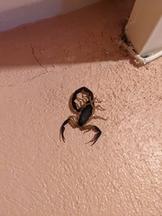 Centruroides fulvipes