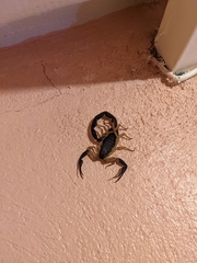 Centruroides fulvipes