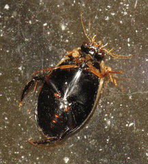 Acilius mediatus