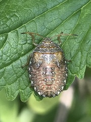 Ascra conspersa